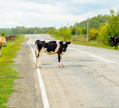 Can You Sue After Hitting a Loose Cow or Horse in Texas?