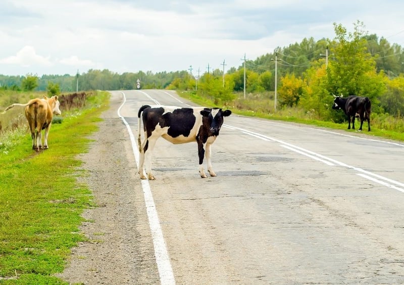 Can You Sue After Hitting a Loose Cow or Horse in Texas?