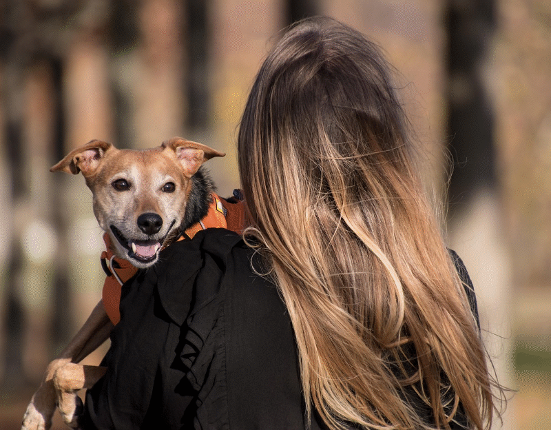 8 Essential Pet Meals Packed with Protein and Natural Ingredients