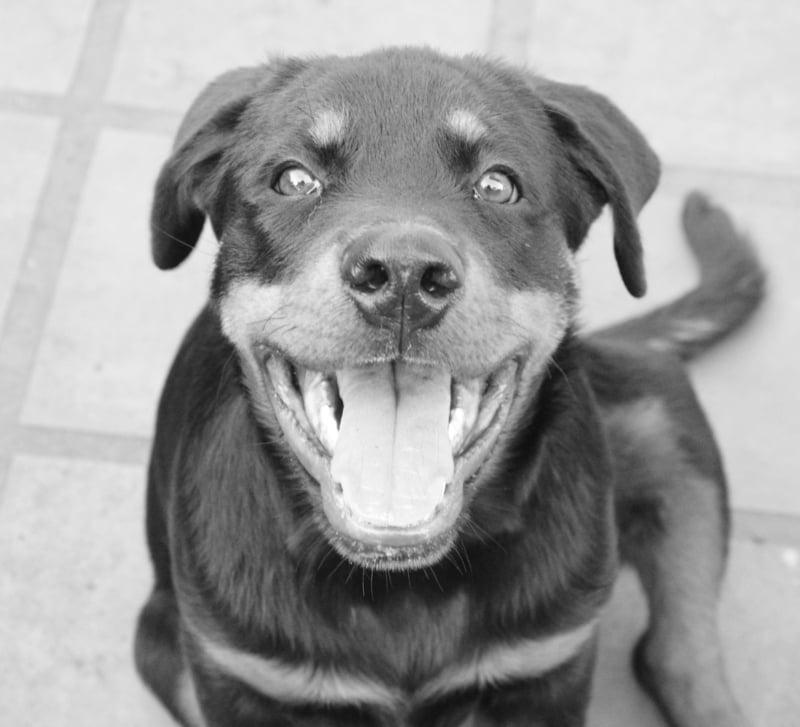 Tips for Taking Care of Your Pup in Hot Weather