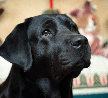 Small Device , Big Love: The Smart Way to Protect Your Pet