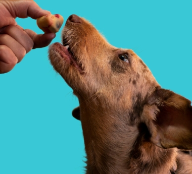 Puppy-Proof Your Home: Checklist for New Pup Parents