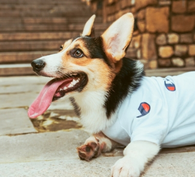 How Graphic Designers Create Eye-Catching Pet Apparel