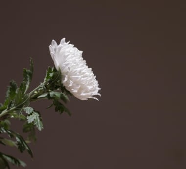 What Is a Funeral Concierge? A Complete Guide for Families