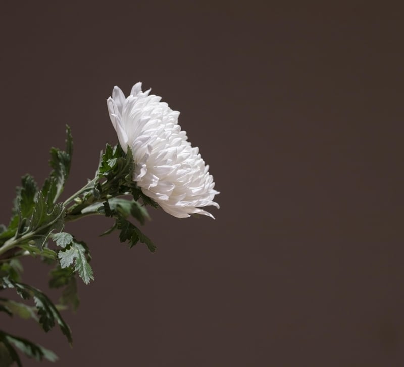 What Is a Funeral Concierge? A Complete Guide for Families