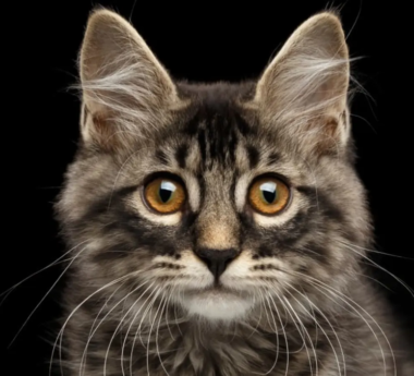 Cat behavior and personality – how to understand your cat