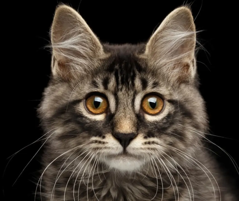 Cat behavior and personality – how to understand your cat
