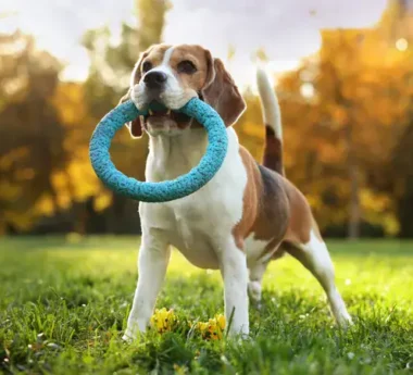 How to Choose Safe and Durable Pet Products for Everyday Use