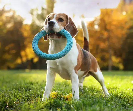 How to Choose Safe and Durable Pet Products for Everyday Use