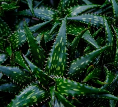 Discover which type of aloe vera is good for skin varieties and benefits