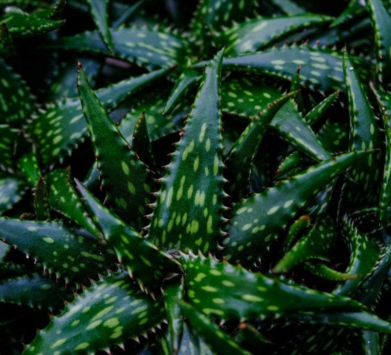 Discover which type of aloe vera is good for skin varieties and benefits
